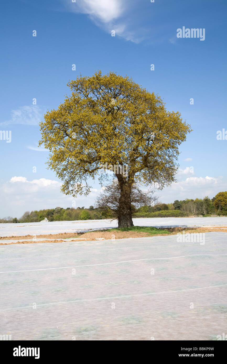 Moderne East Anglian Ländliches Motiv mit Vlies abgedeckt und Eiche im Frühjahr Stockfoto