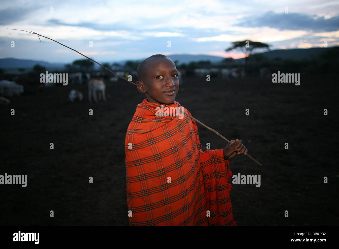 Ngoiroro ist ein Dorf mit 200 Einwohnern alle gehören zum Stamm Massai das Dorf liegt mitten im Rift Valley südlich von Nairobi vor der Grenze zu Tansania die Massai Leben sehr nah an der Natur und ihren Tieren Kühe und Ziegen sind wichtiger dann Geld für die Massai jede Familie besitzt rund 50 Kühen und 50 Ziegen ist die Hauptnahrung der Dorfbewohner, Fleisch und Milch sind die Frauen annehmen, um die Kühe zu melken, zweimal täglich und die kleinen Jungs haben zu betreuen, die Herde im Laufe des Tages beim grasen Stockfoto