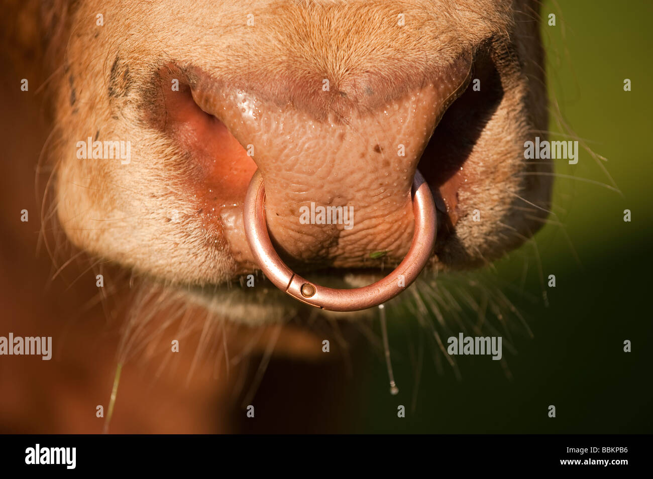 Nahaufnahme von einem Nasenring in einem Stammbaum Rindfleisch Bull Cumbria Stockfoto