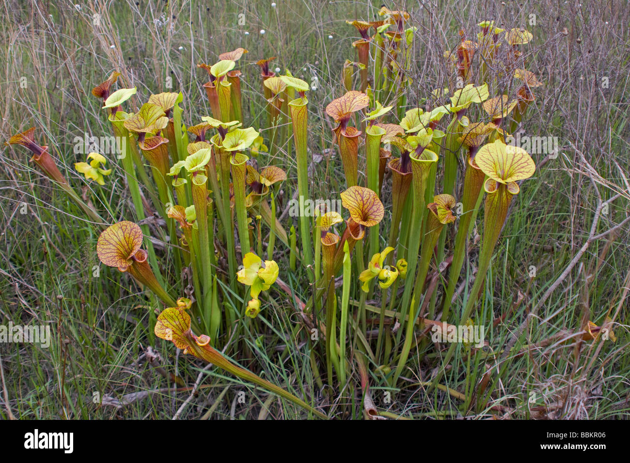 Fleischfressende Pflanze gelb oder Trompete Kannenpflanzen Sarracenia Flava Florida USA Stockfoto