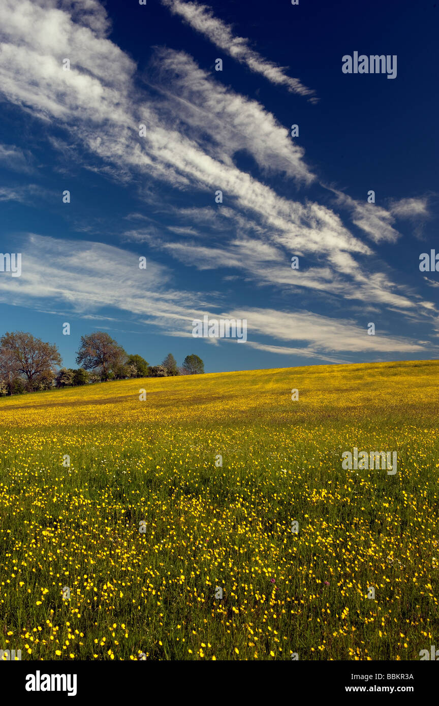 Traditionelle Mähwiese im Frühsommer mit Butterblumen blühen Cumbria Stockfoto