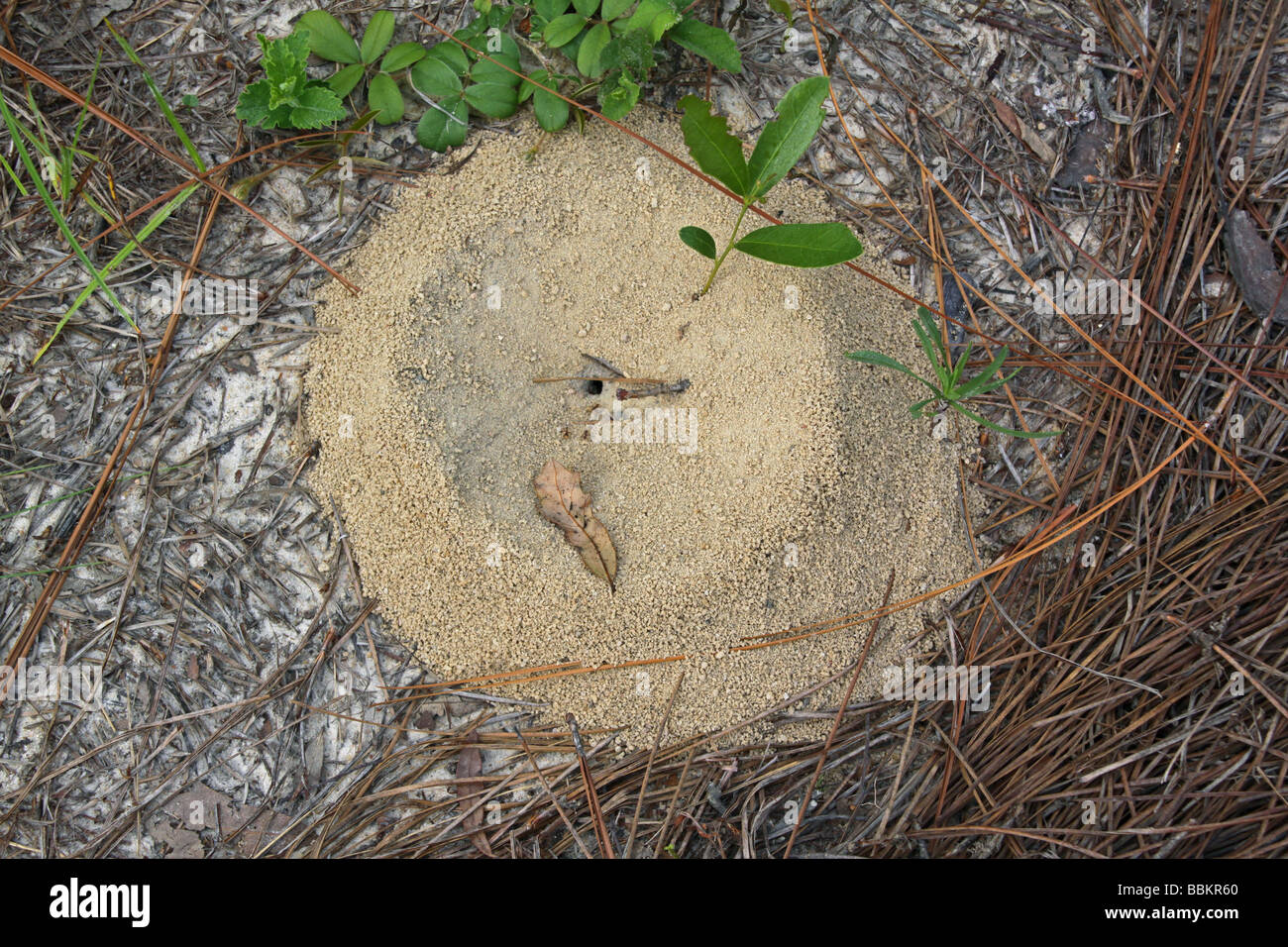 Red Ant Hill nördlichen Florida USA, von Carol Dembinsky/Dembinsky Foto Assoc Stockfoto