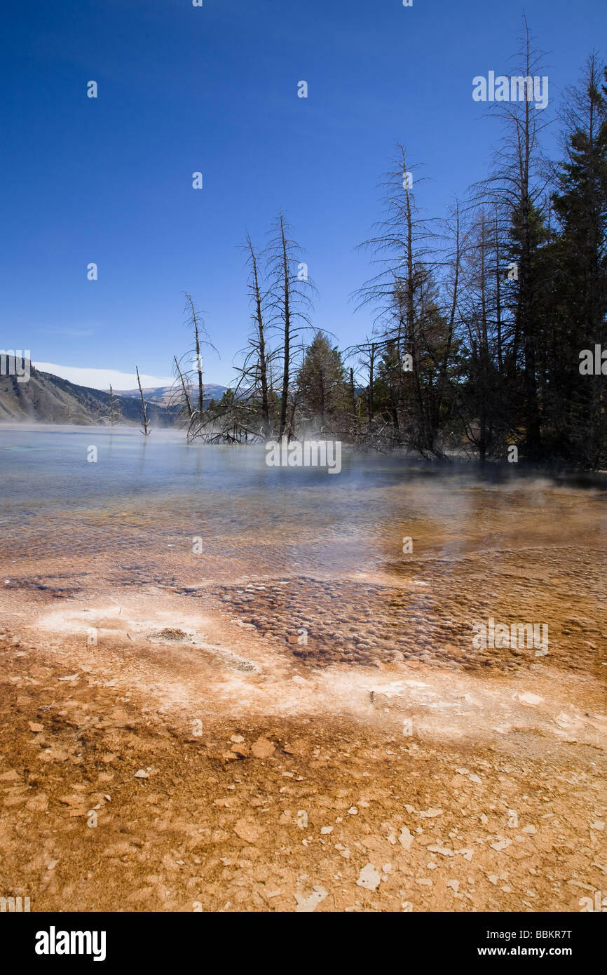 Oberen Terrance Mammoth Hot Springs Yellowstone Nationalpark Wyoming USA Stockfoto