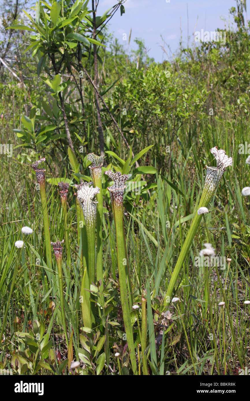 Weiße Krug Pflanzen Sarracenia leucophylla überstiegen Versickerung Florida USA, von Carol Dembinsky/Foto Assoc bog Stockfoto