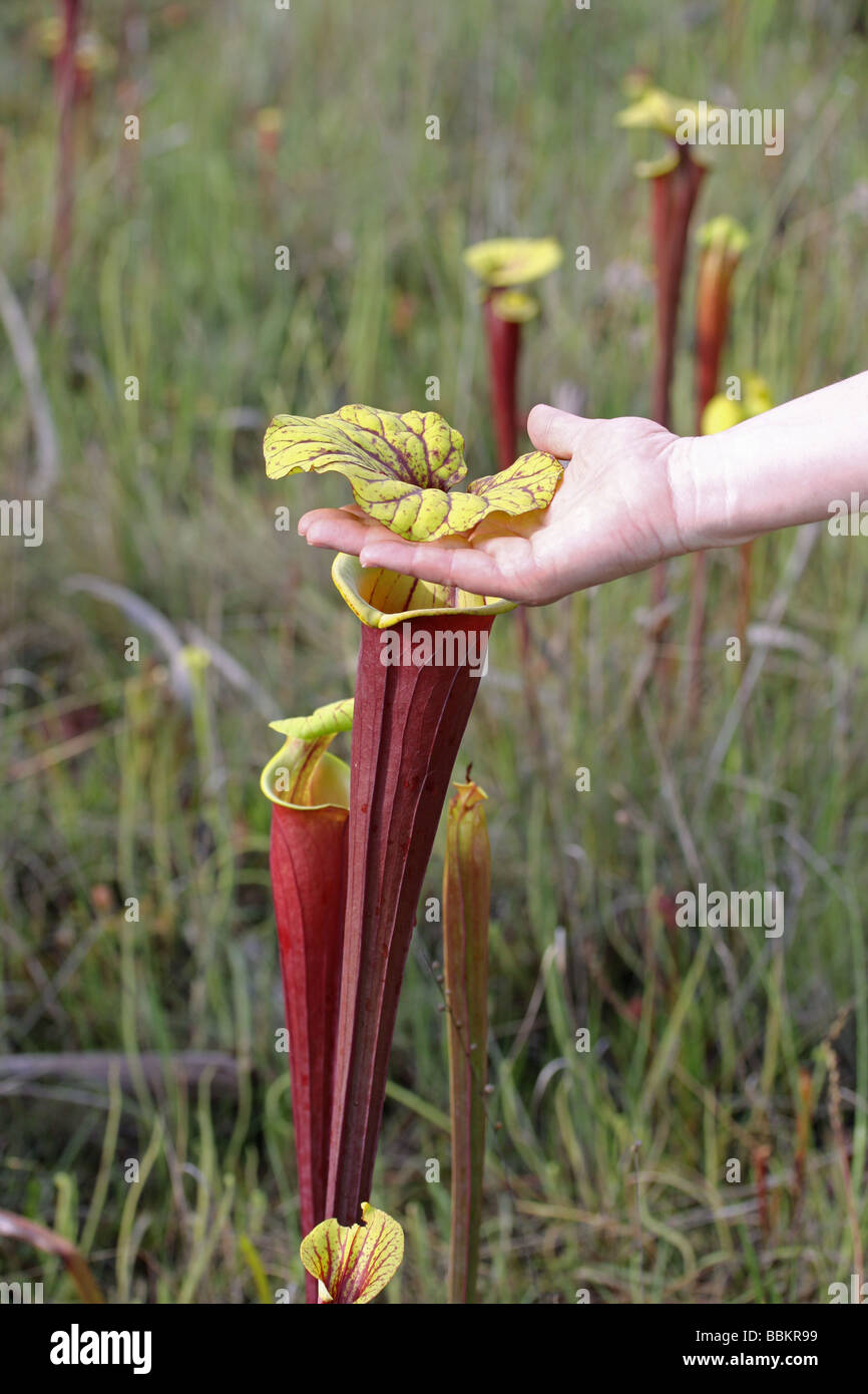 Fleischfressende Pflanze Trompete Schlauchpflanzen Sarracenia flava var rubricorpora Florida USA, von Carol Dembinsky/Dembinsky Foto Assoc Stockfoto