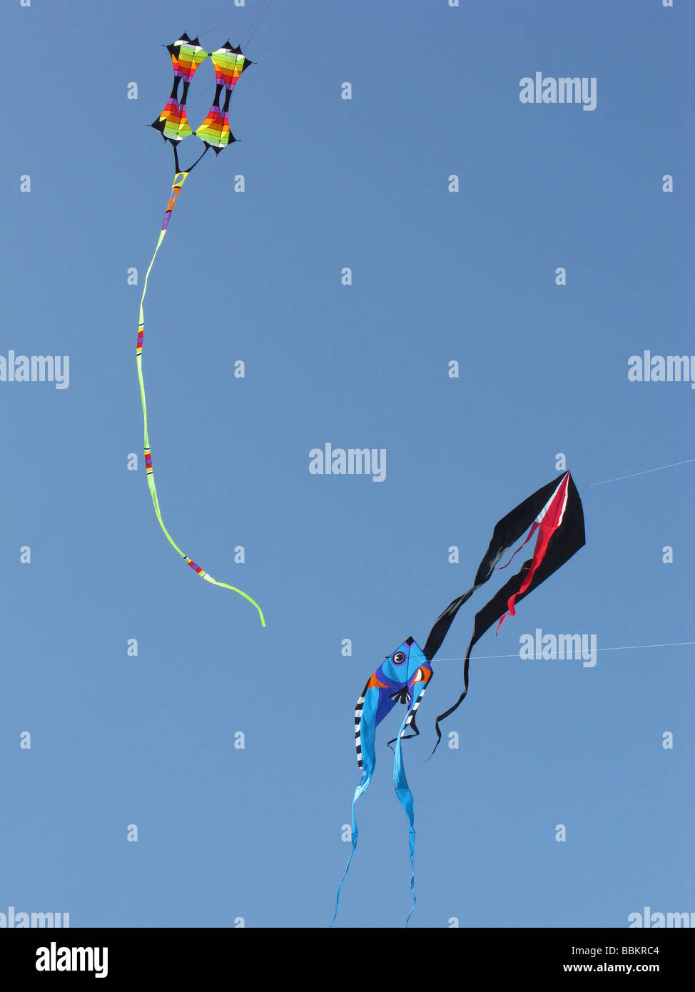 Porträt von Kites, vor blauem Himmel Stockfoto
