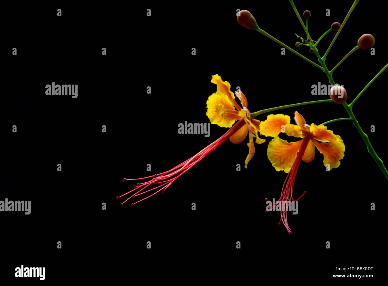 Twin-Pfau-Blumen Stockfoto