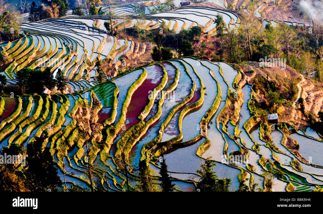 Die erstaunliche Reisterrassen von Yuanyang in Yunnan China. Stockfoto