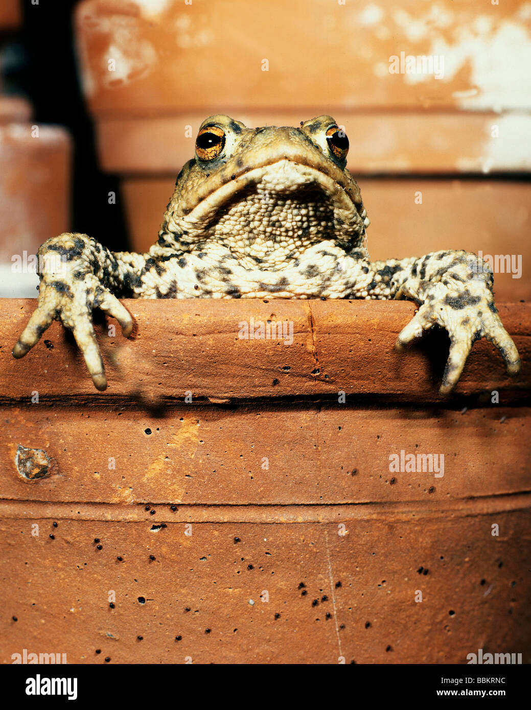 GEMEINSAMEN Kröte Bufo Bufo aus Blumentopf Stockfoto
