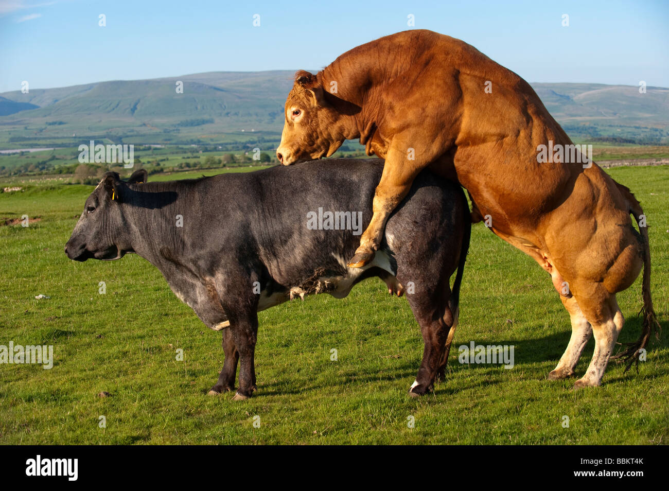 Limousin Stier Paarung mit Mutterkuhhaltung Kuh die bei Hitze Cumbria Stockfoto