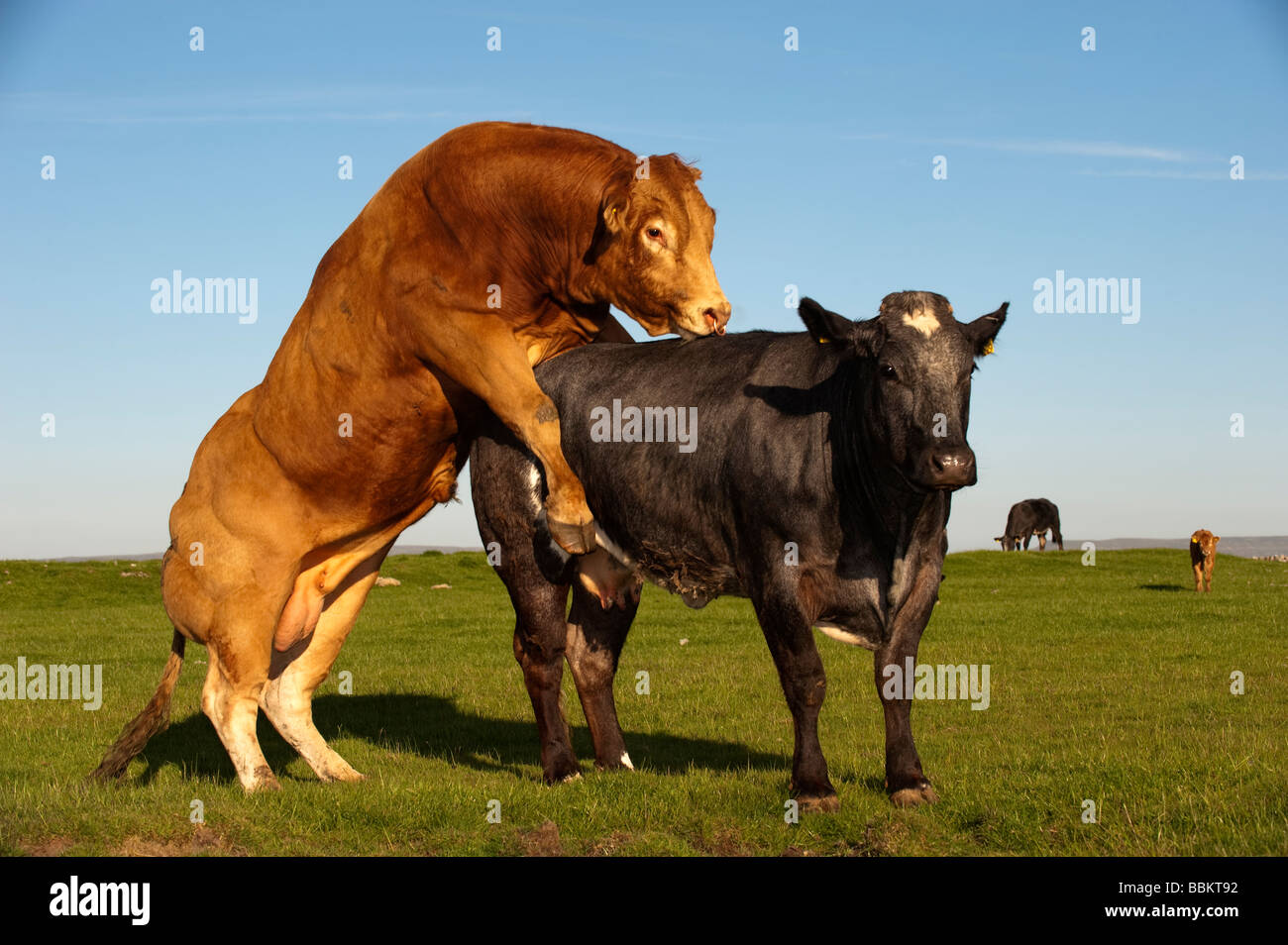 Limousin Stier Paarung mit Mutterkuhhaltung Kuh die bei Hitze Cumbria Stockfoto