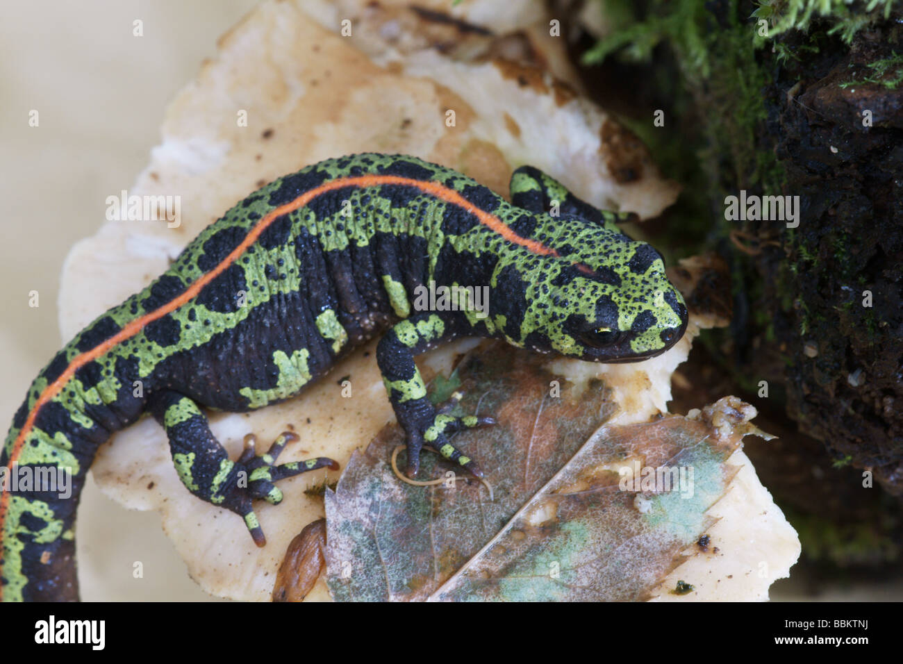 Weibliche marmorierte Newt in Süd - west Frankreich; Stockfoto