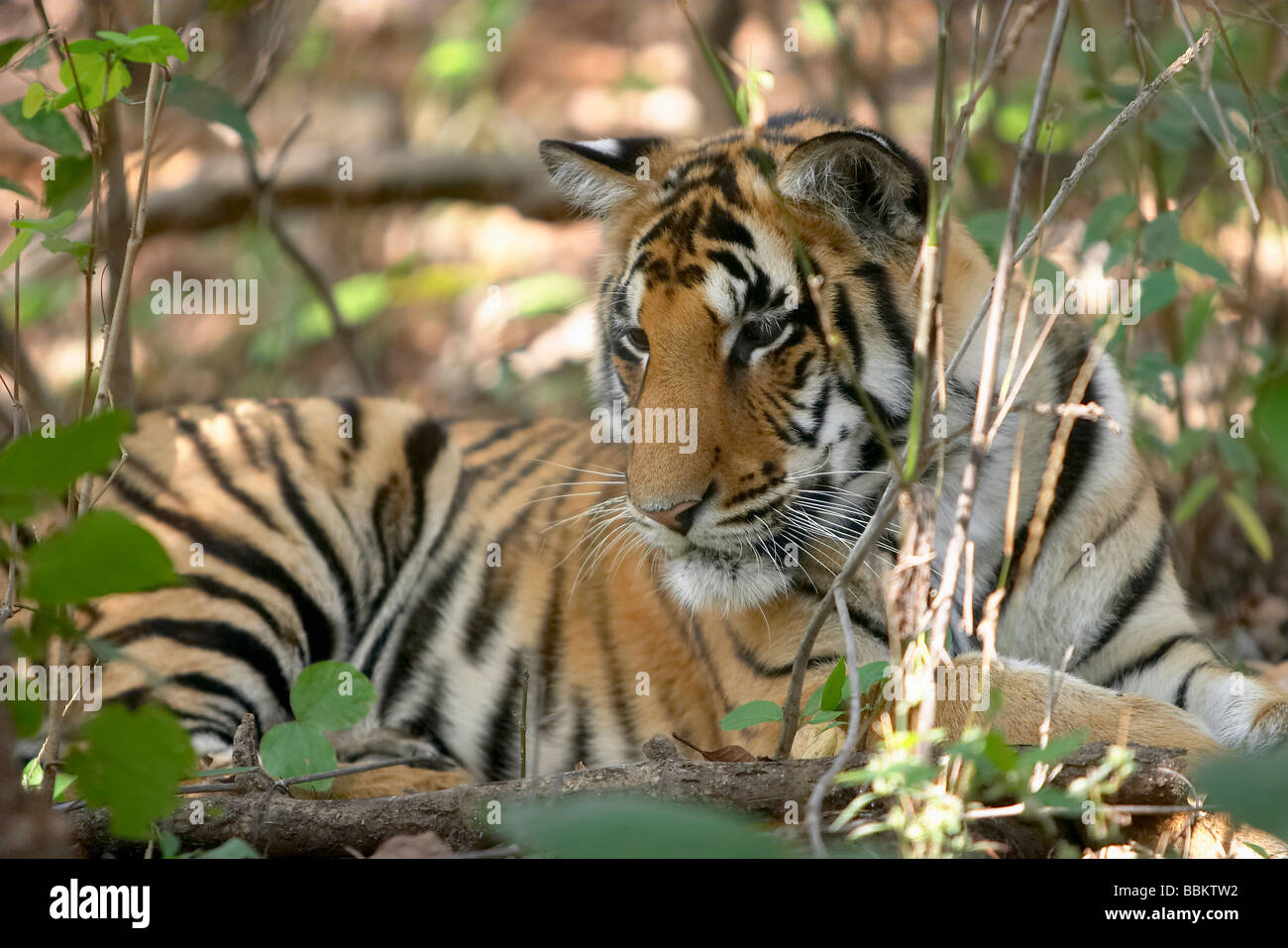 Tiger-Panthera Tigris Kanha Nationalpark und Tiger Reserve Madhya Pradesh, Indien.  Sitzt im Busch Stockfoto