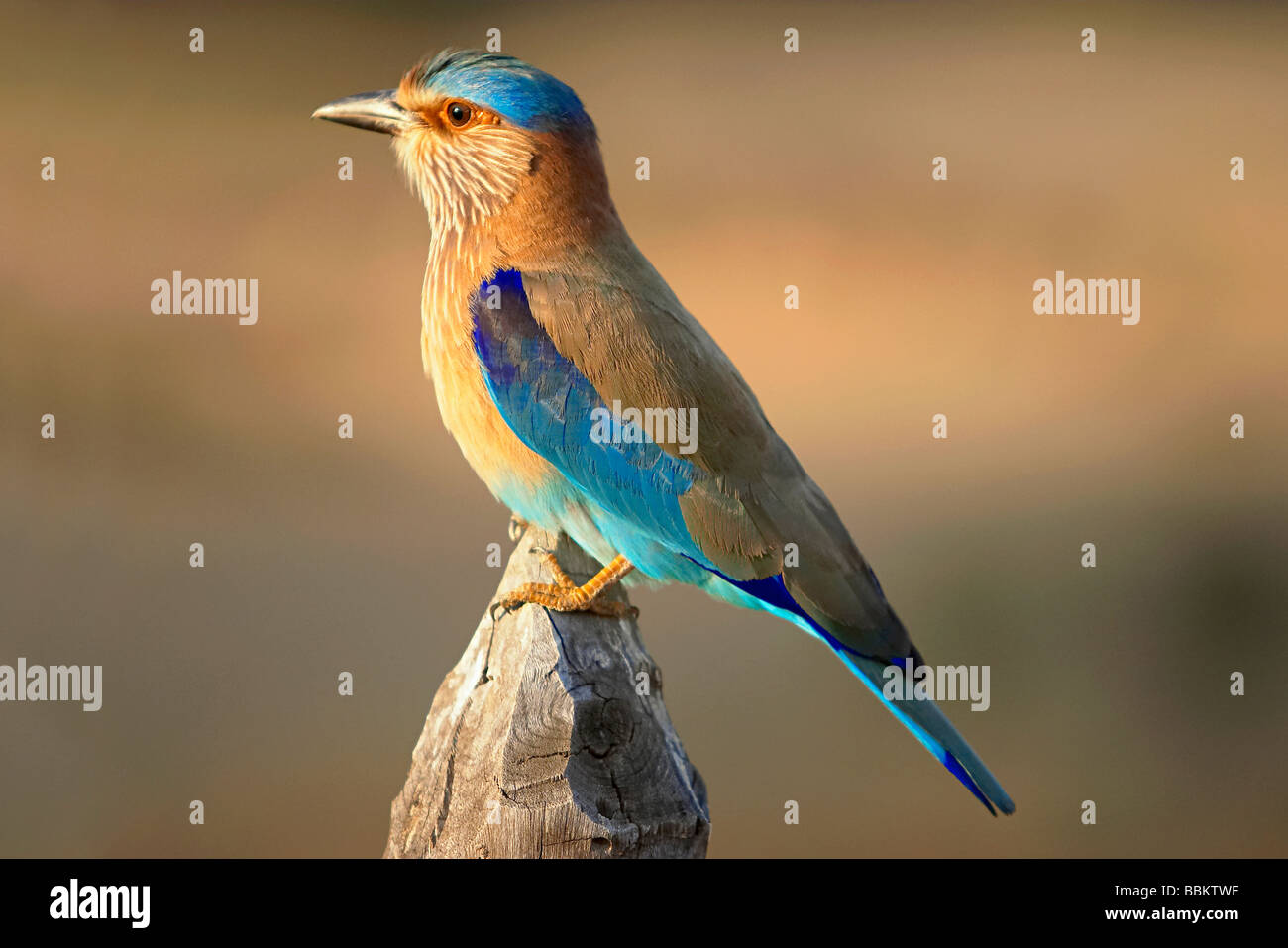 Indian Roller, Blue Jay, Coracias feige, Kanha National Park, Madhya Pradesh, Indien. Stockfoto