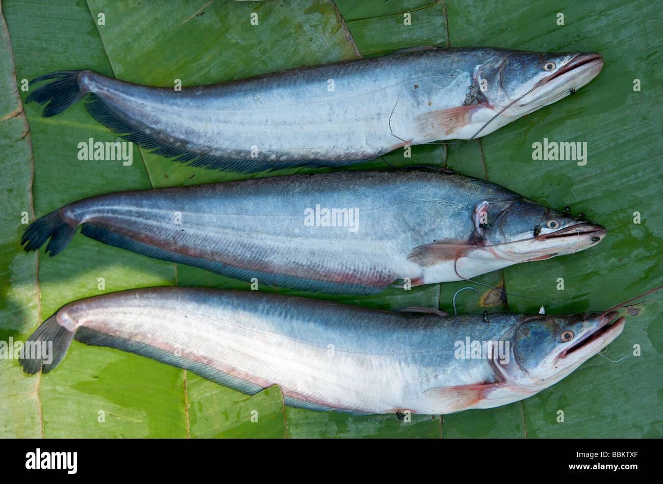 Lange silbrig blaue Mekong Fluss Fische auf einem Bananenblatt in Luang Prabang Markt Stockfoto