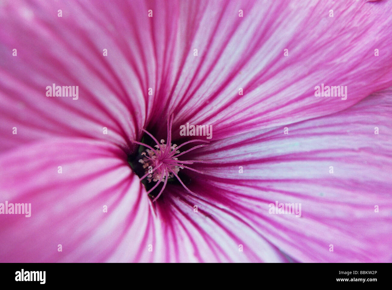 Close up aus weiß-rosa gestreifte Petunien blühen Stockfoto