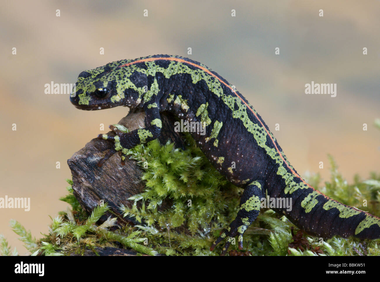 Weibliche marmorierte Newt in Süd - west Frankreich; Stockfoto