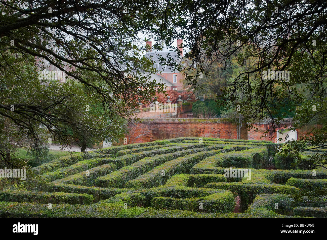 Amerikanische Stechpalme Ilex Opaca Heckenlabyrinth im Garten neben dem Gouverneur s Palace Colonial Williamsburg Virginia Stockfoto