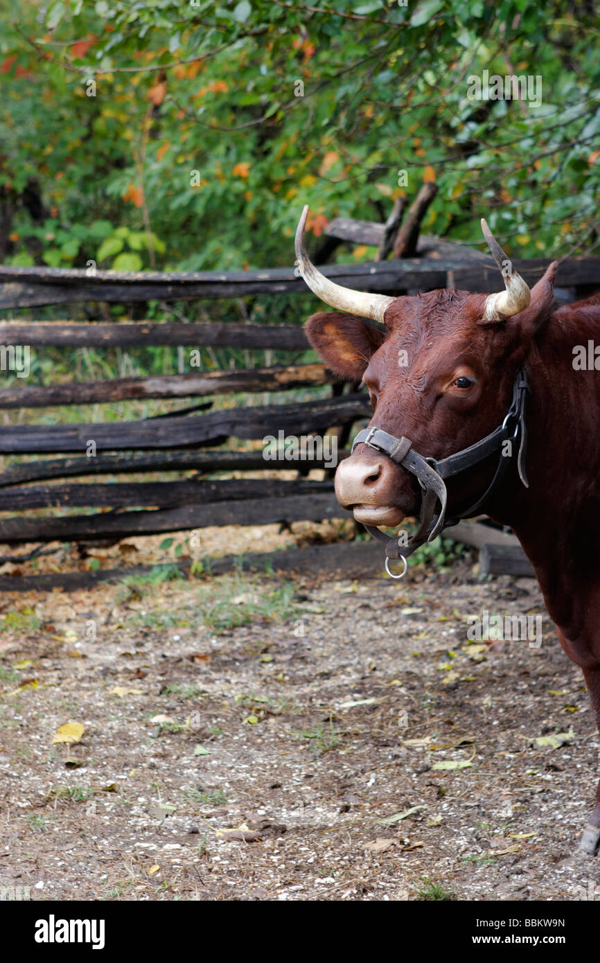 Amerikanische Rote Devon Rinder Melken Stockfoto