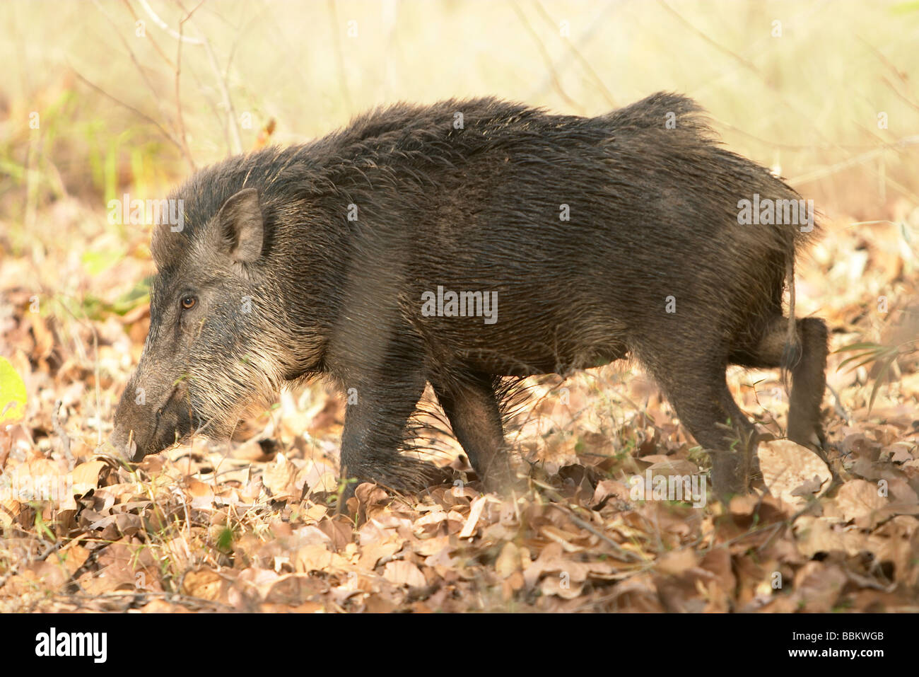 Wildschwein, Sus Scrofa, Bandhavgarh National Park, Madhya Pradesh, Indien. Stockfoto