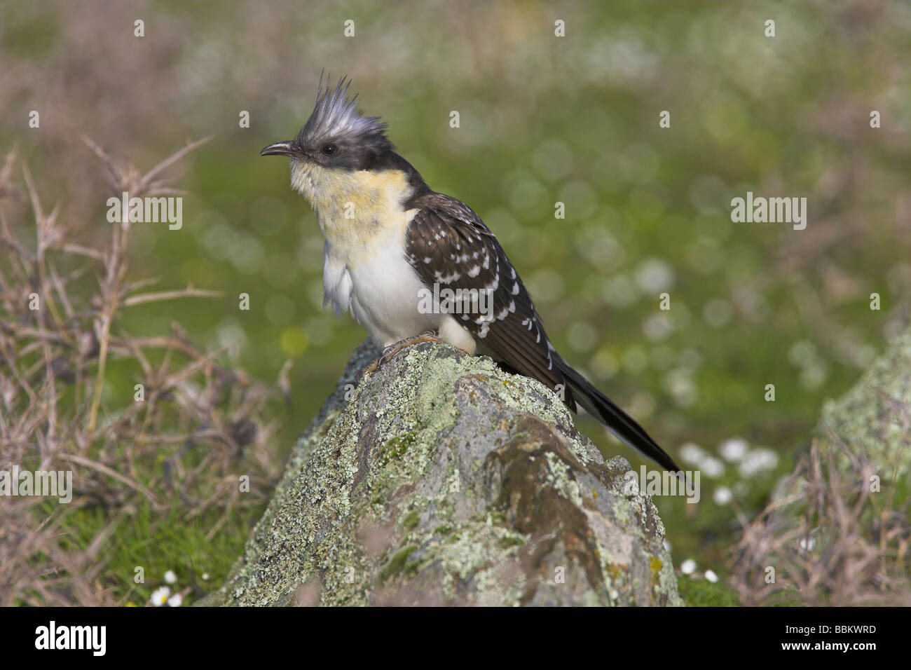 Große getupft Kuckuck Clamator Glandarius thront auf Felsen in La Serena Ebenen, Spanien im Februar. Stockfoto