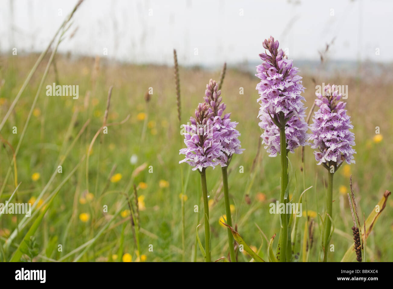 Gemeinsamen entdeckt Orchideen auf einer Wiese Dorset Stockfoto