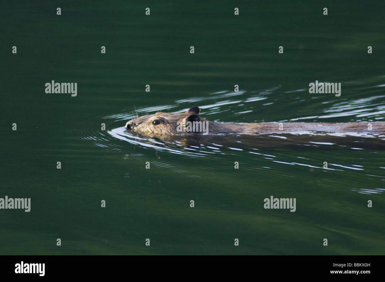 Amerikanischer Biber Castor Canadensis Erwachsener im Bach schwimmen McDonald Creek Glacier Nationalpark Montana USA Juli 2007 Stockfoto