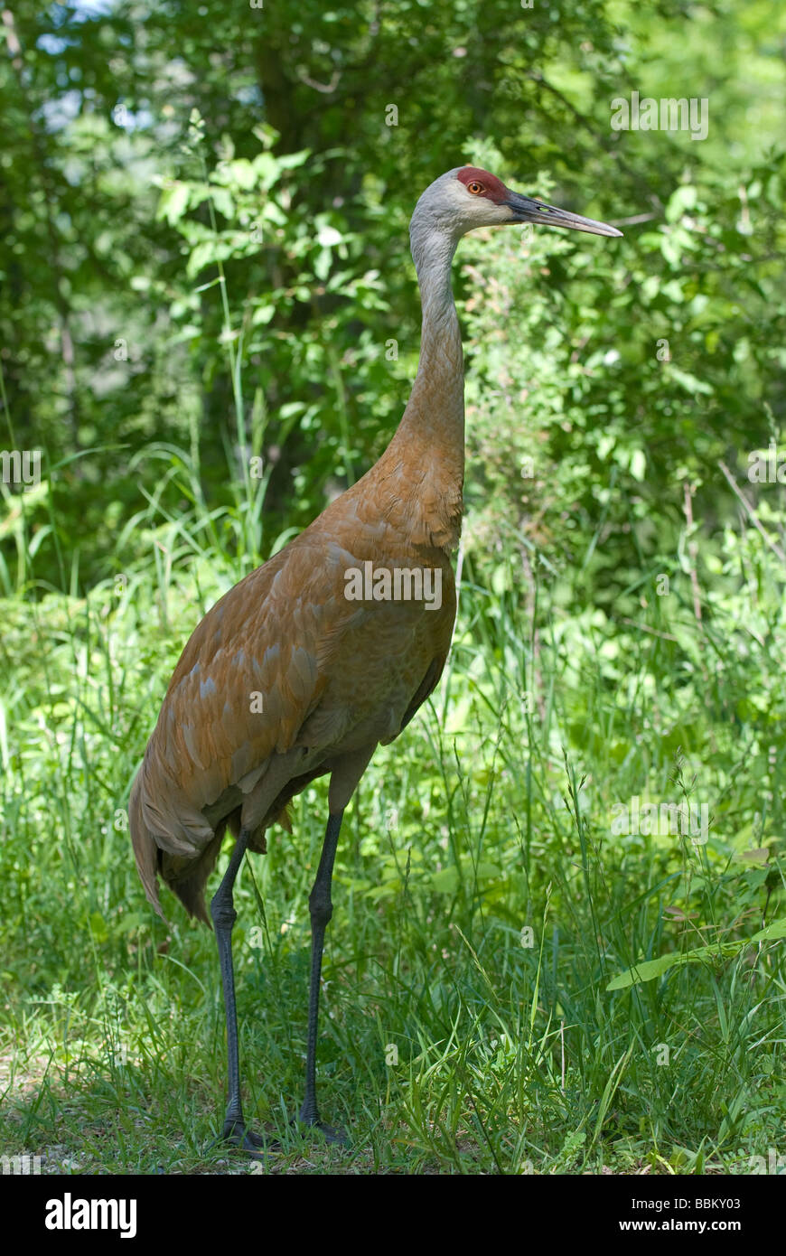 Sandhill Kran am Kensington Metropark Michigan Stockfoto