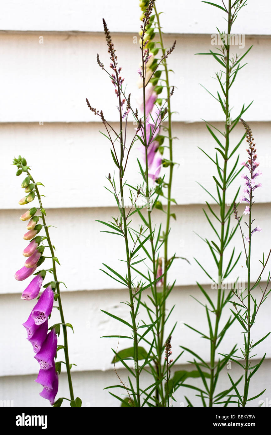 Fox Handschuhe gegen Clap Board Haus Stockfoto