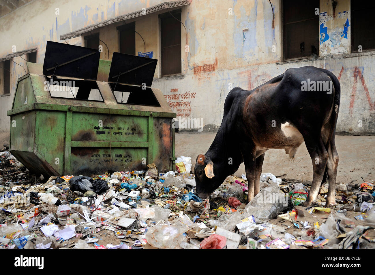 Heilige Kuh, die auf der Suche nach Nahrung in Papierkorb, Rajasthan, Nord-Indien, Südasien Stockfoto