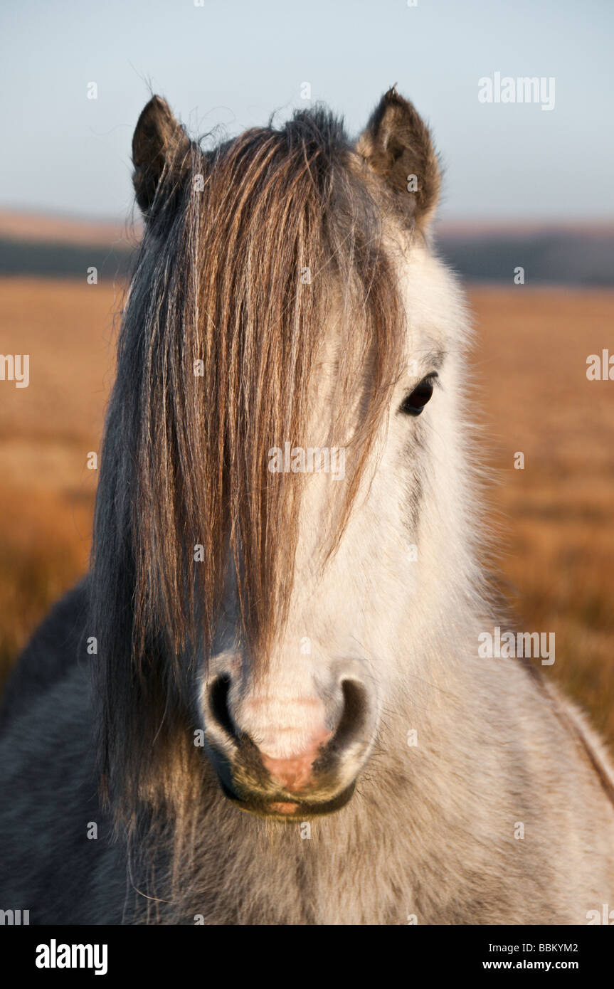 Ein Welsh Mountain Pony an der Brecon Beacons National Park Wales. Diese Ponys durchstreifen wild in den Bergen. Stockfoto