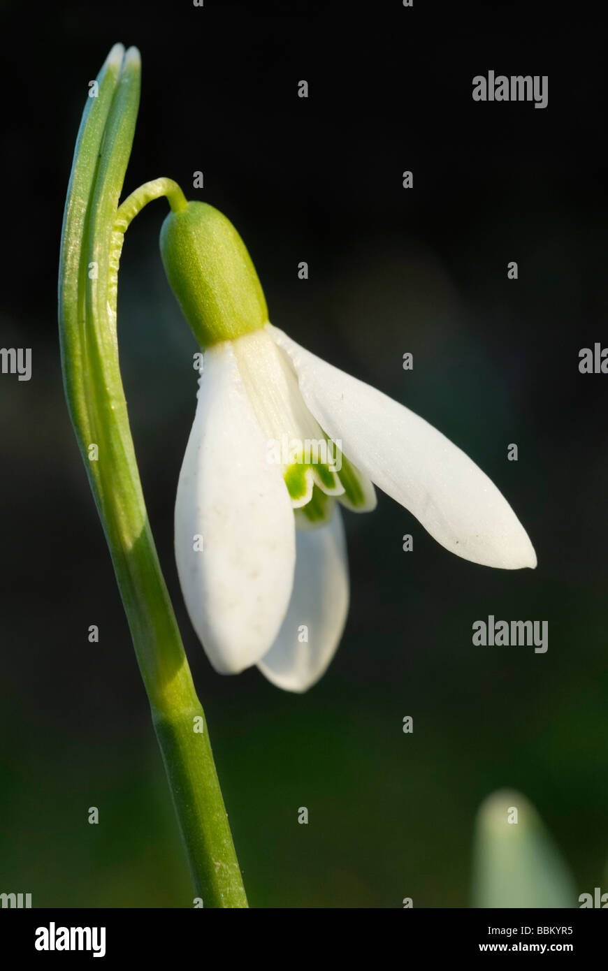 Schnee fallen (Galanthus Nivalis), Blume Stockfoto