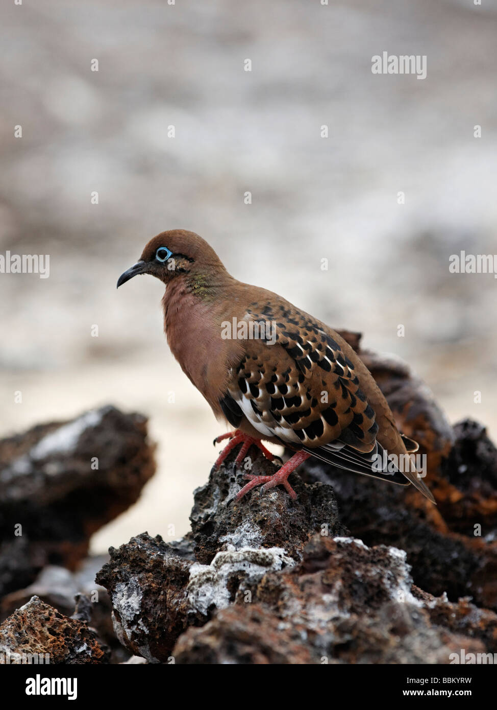 Galapagos Taube (Zenaida Galapagoensis) mit getarnten Mantel auf einem Felsen Insel Genovesa, Turm Insel, Galápagos-Archipel, E Stockfoto