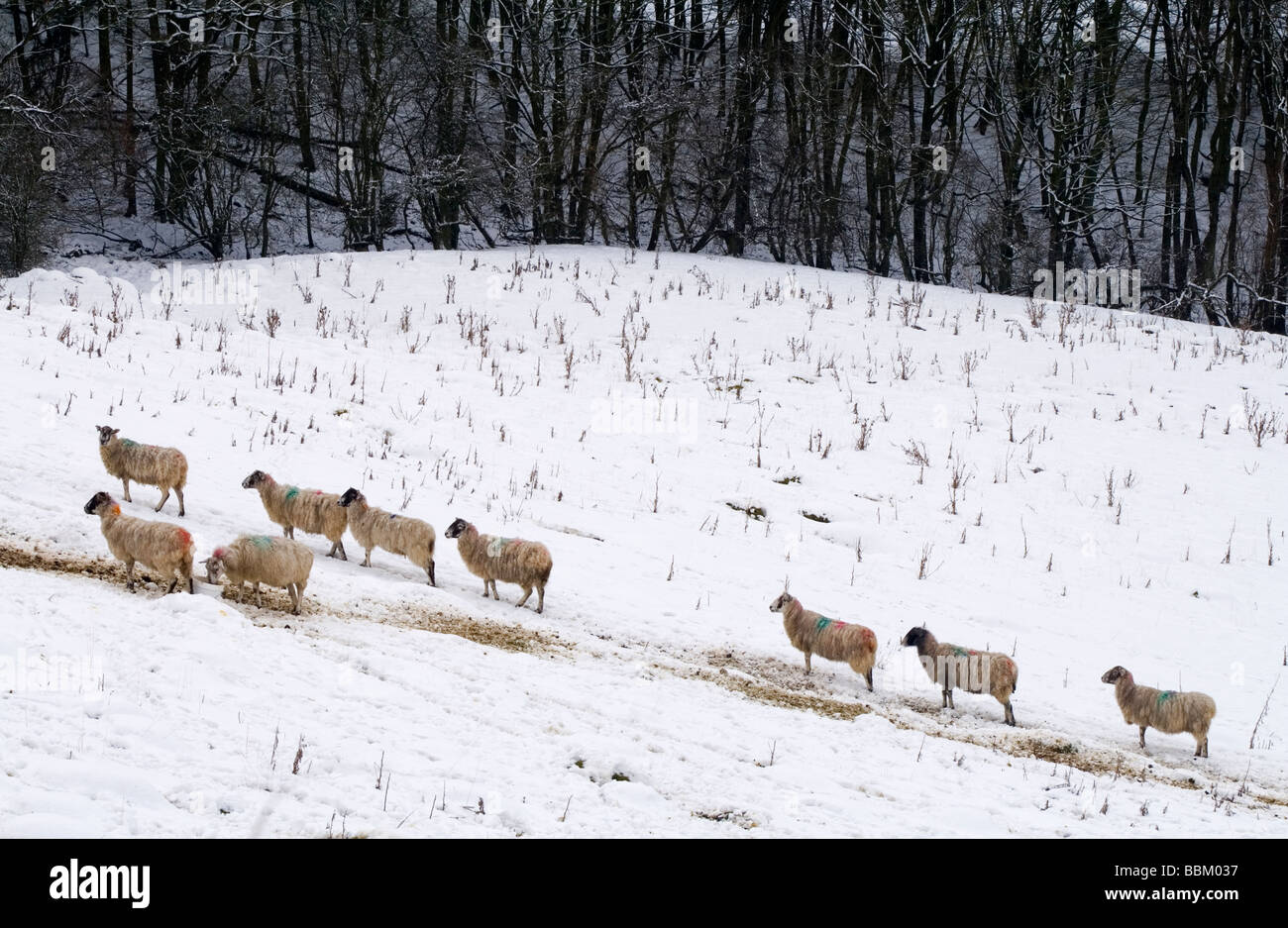 Schafbeweidung im tiefen Winterschnee in der Nähe von Matlock im Peak District England UK Stockfoto