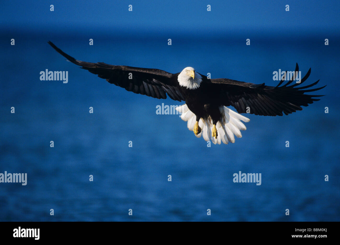 Weißkopfseeadler Haliaeetus Leucocephalus Erwachsenen während des Fluges Fischerei Homer Alaska USA März 2000 Stockfoto