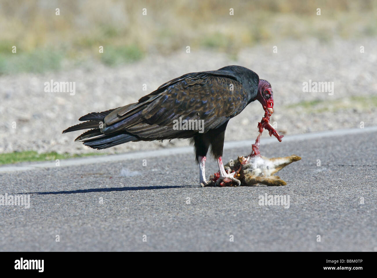 Türkei-Geier Essen Straße getötet Wüste Cottontail Kaninchen. Stockfoto