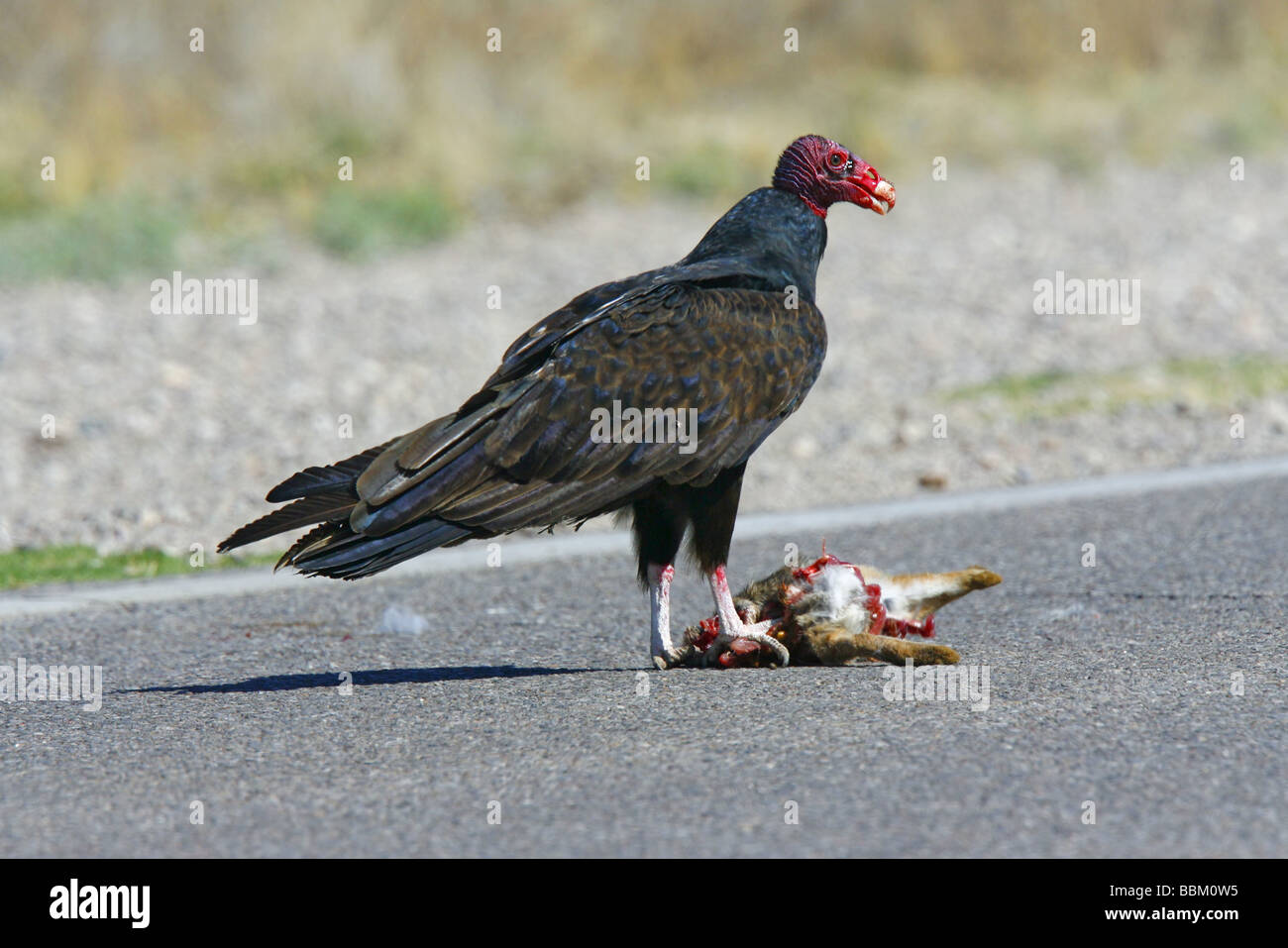 Türkei-Geier Essen Straße getötet Kaninchen Stockfoto