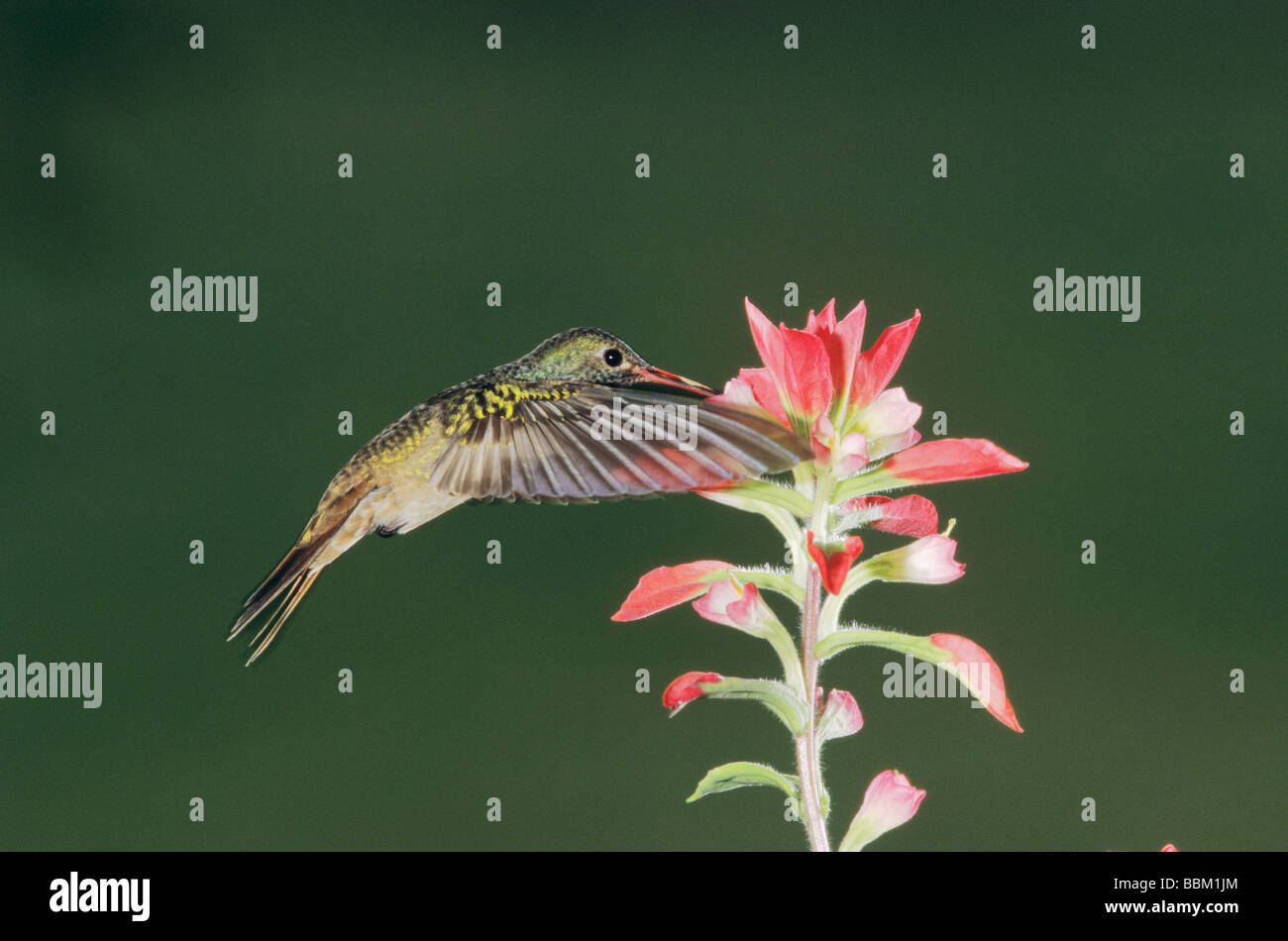 Buff bellied Kolibri Amazilia Yucatanenensis Erwachsene ernähren sich von Indian Paintbrush Castilleja Coccinea Corpus Christi Texas Stockfoto