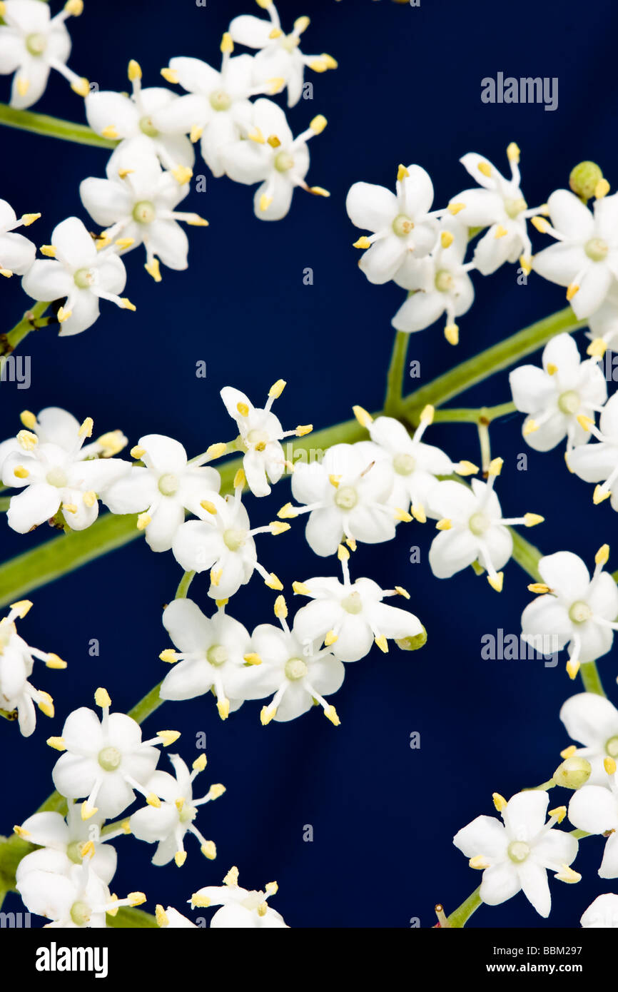 Holunderblüten auf dunkelblauem Hintergrund Stockfoto