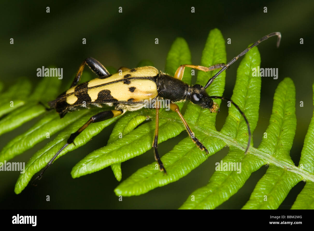 Schwarz-gelbe Longhorn Beetle (Rutpela Maculata) Stockfoto