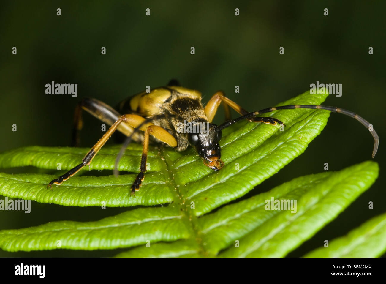 Schwarz-gelbe Longhorn Beetle (Rutpela Maculata) Stockfoto