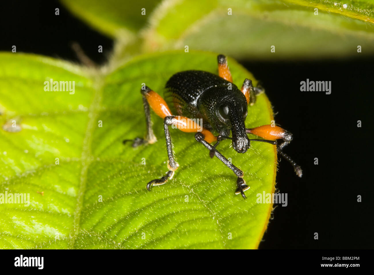 Rotbeinige Rüsselkäfer auf einem Blatt in Peru Stockfoto