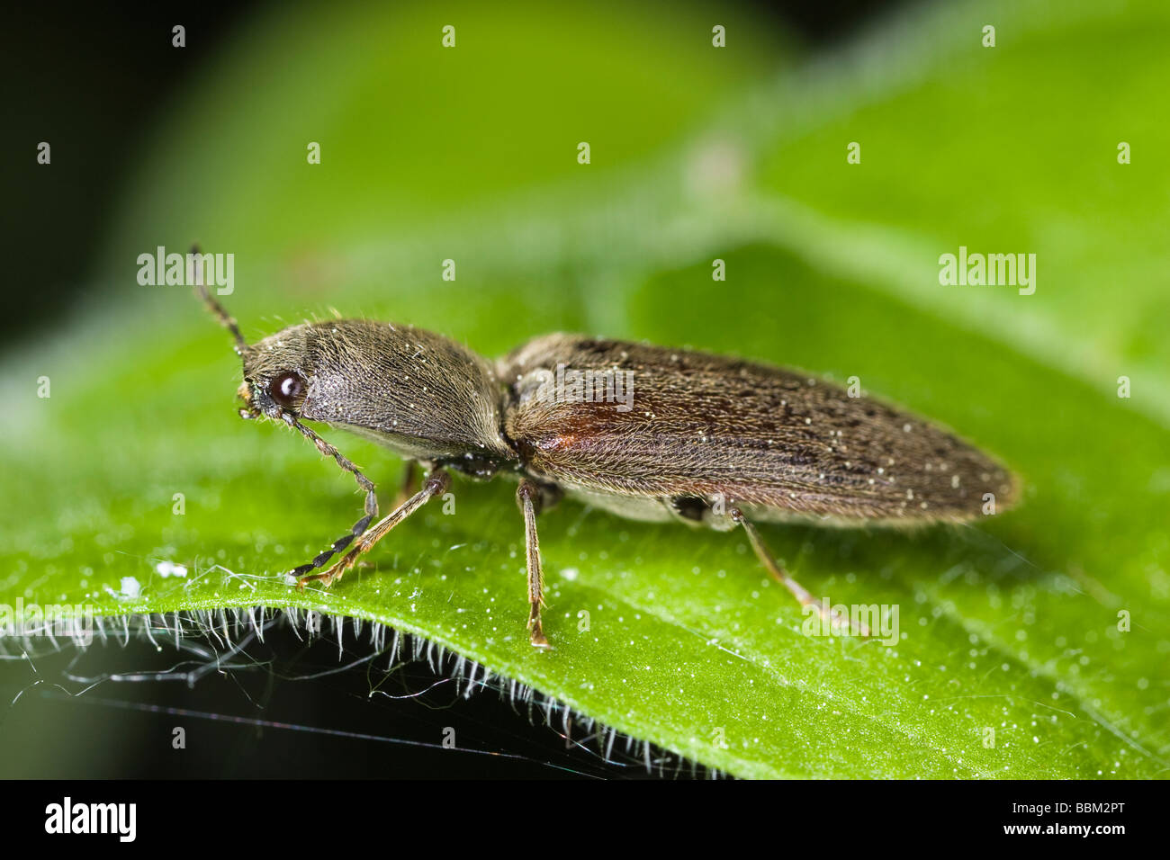 Klicken Sie auf Käfer (Elateridae: wahrscheinlich Athous Haemorrhoidalis) Stockfoto