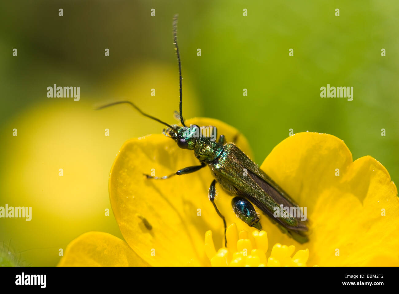 männliche Oedemera Nobilis Käfer auf einer Butterblume Blume Stockfoto