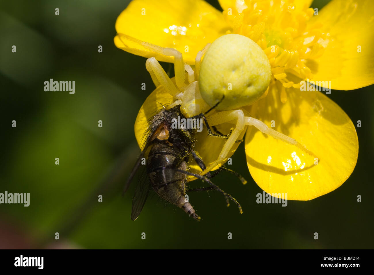 Getarnte gelbe Krabbenspinne (Misumena Vatia) auf eine Butterblume Essen eine aufgenommene Fliege Stockfoto