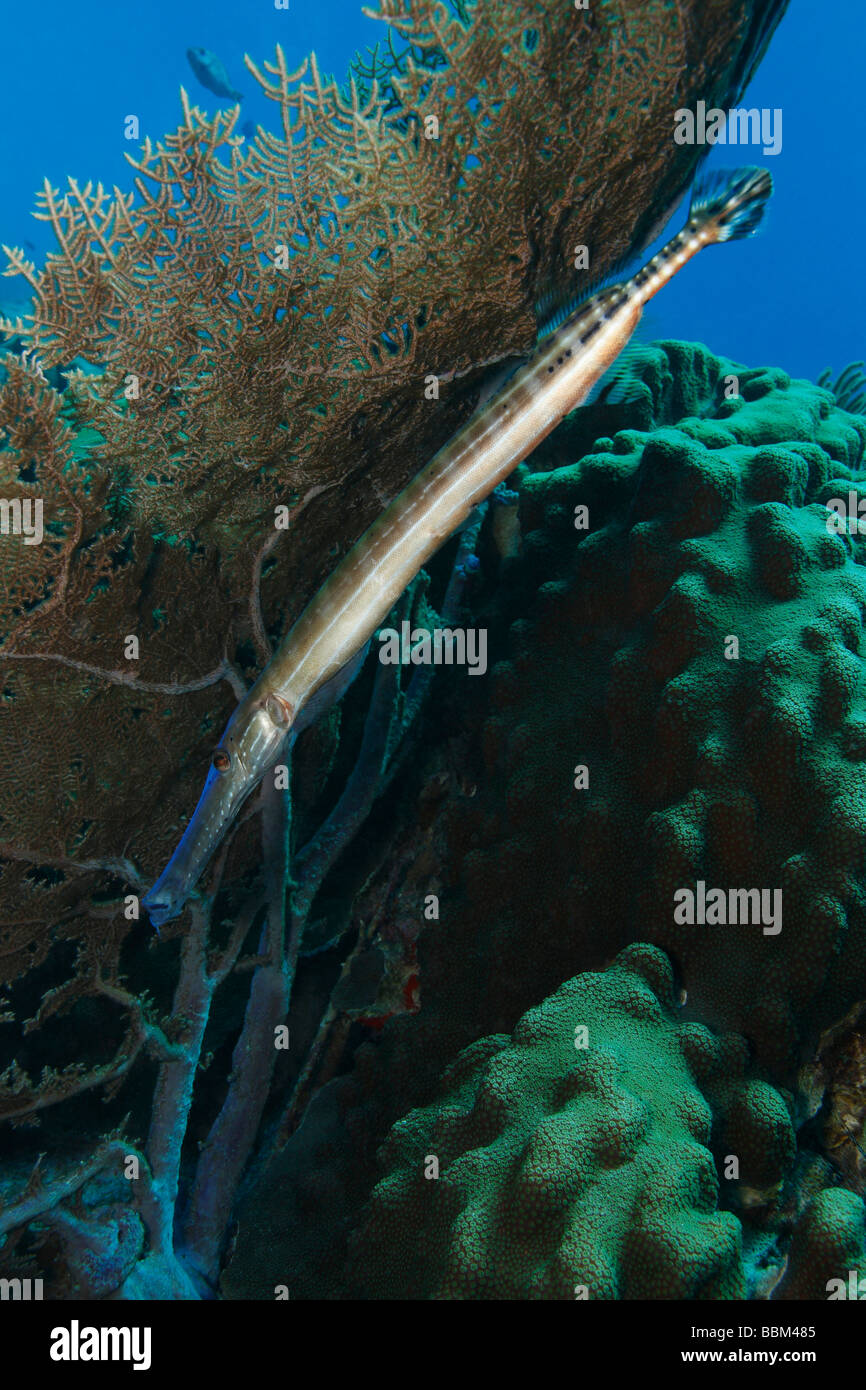 Trumpetfish Aulostomus Maculatus unter einem Gorgonien Stockfoto