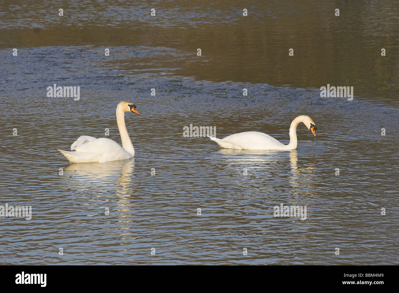 Höckerschwan-paar Stockfoto