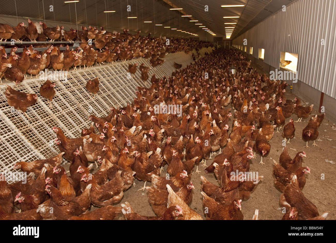 Freie Auswahl Ei Legehennen in Geflügel-Wohnanlage Stockfoto