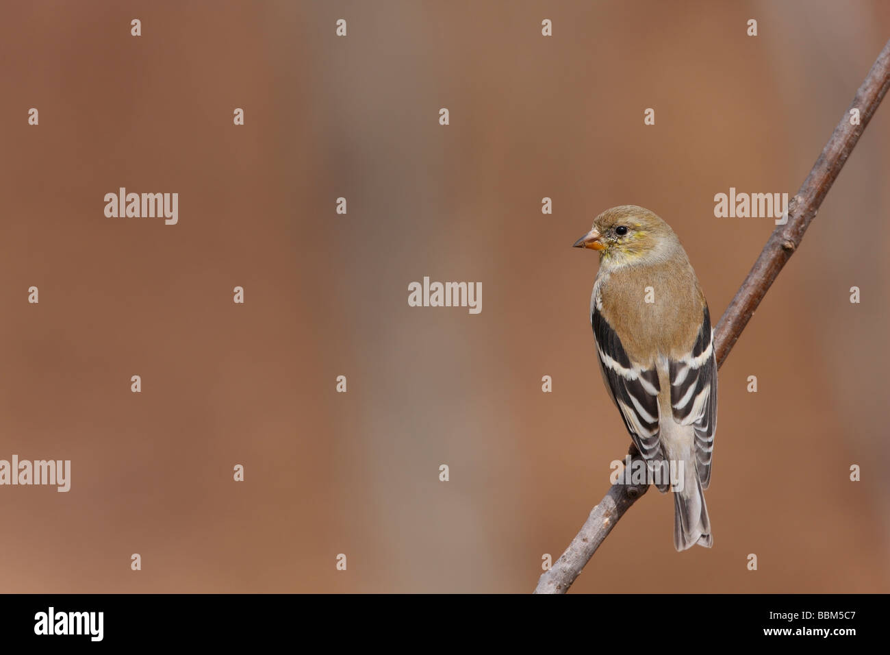 Amerikanische Stieglitz Zuchtjahr Tristis Tristis weiblich in Häutung, Zucht Gefieder Stockfoto