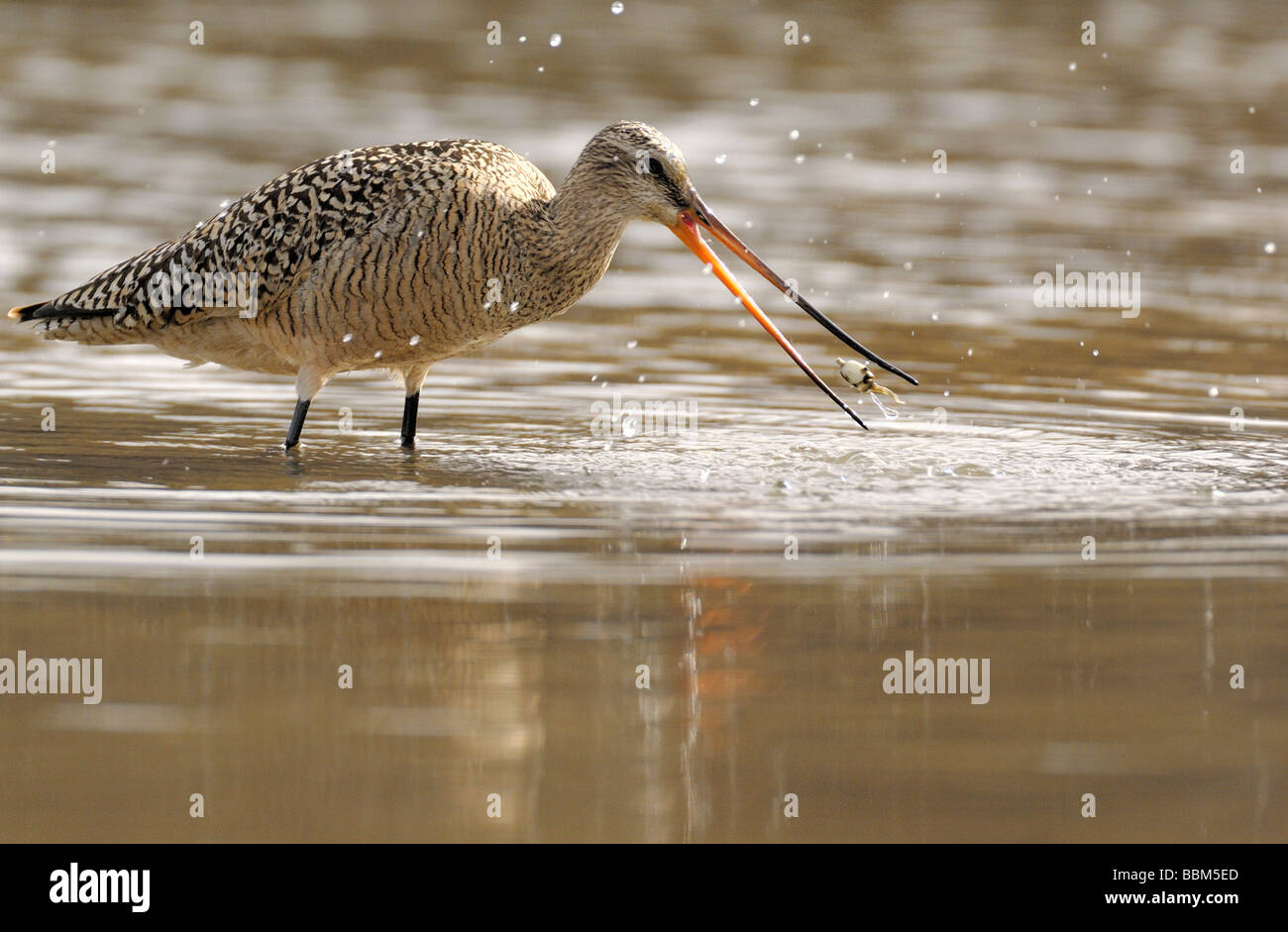 Marmorierte Uferschnepfe Shorebird Fütterung Stockfoto